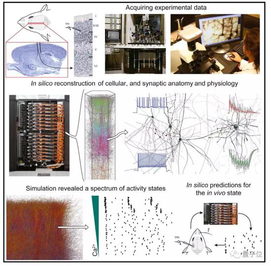 @(xing)о(dng)XеƤ|(zh)cortical columnǿԱģM